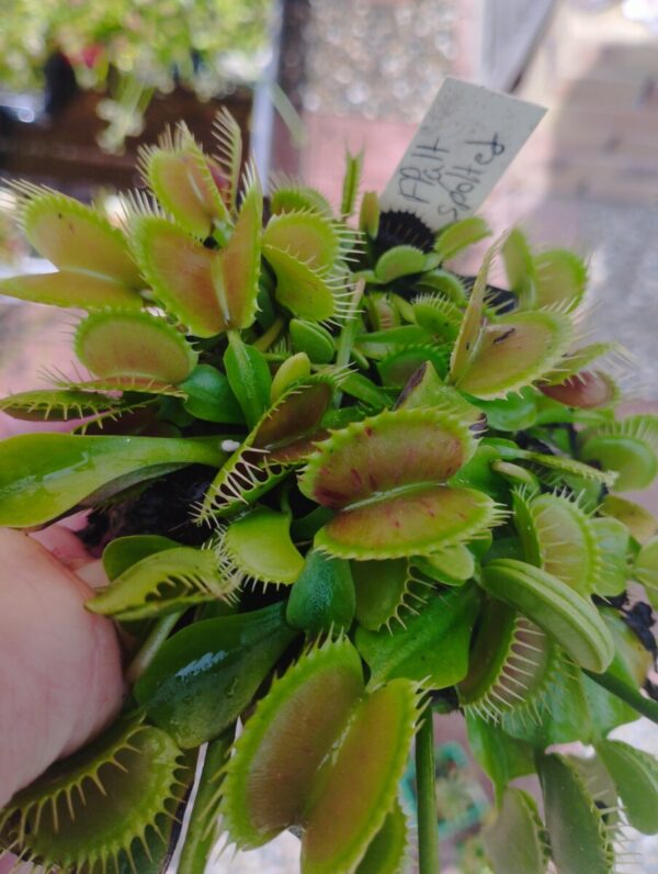 dionaea flatt spotted