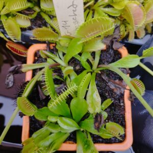 dionaea g14 rosseted