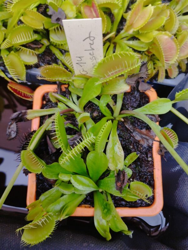 dionaea g14 rosseted