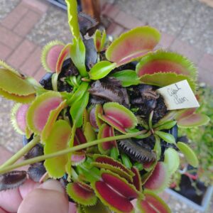 dionaea giant clam