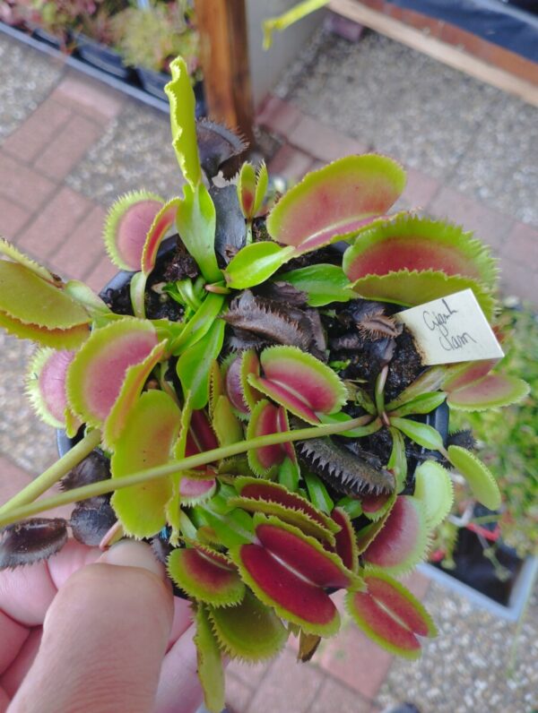 dionaea giant clam