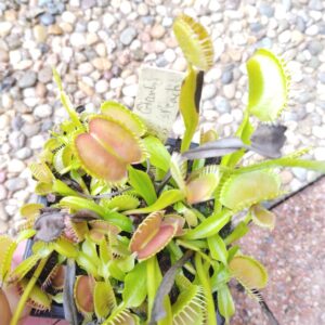 dionaea giant peach