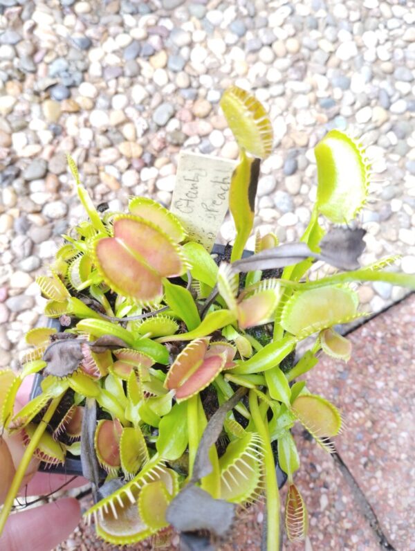 dionaea giant peach