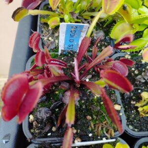 dionaea gold strike