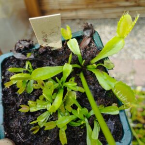 dionaea green dog