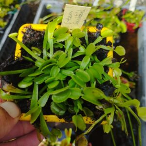 dionaea green sawtooth