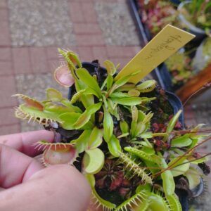 dionaea harlequin