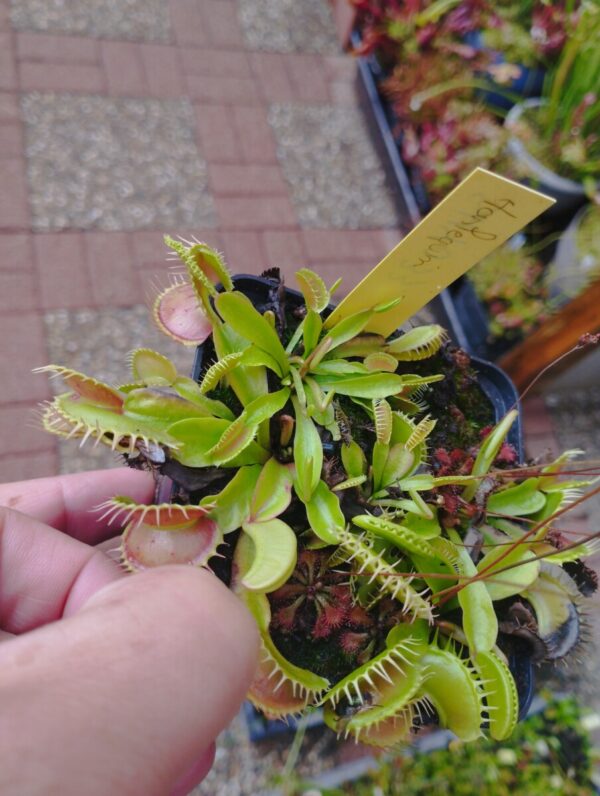 dionaea harlequin