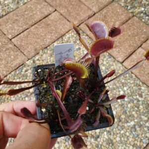 dionaea holland red