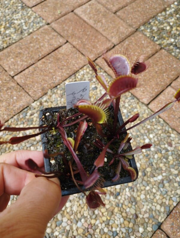 dionaea holland red