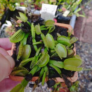 dionaea inner red line