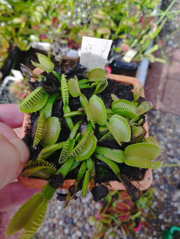 dionaea inner red line