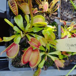 dionaea jumbo