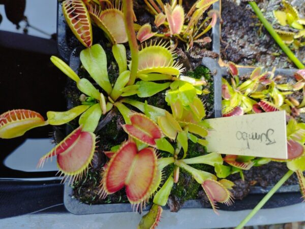 dionaea jumbo