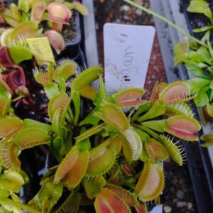 dionaea korrigan