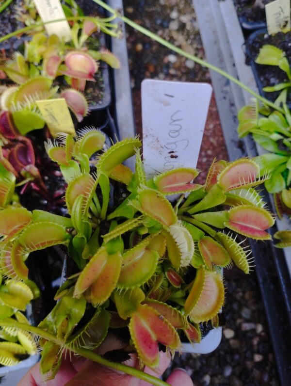 dionaea korrigan