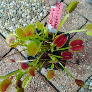 dionaea grosse à guigui