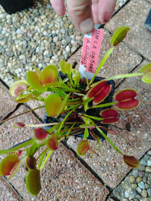 dionaea grosse à guigui