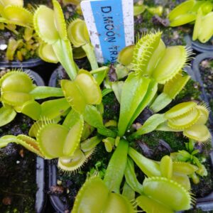 dionaea moon traps