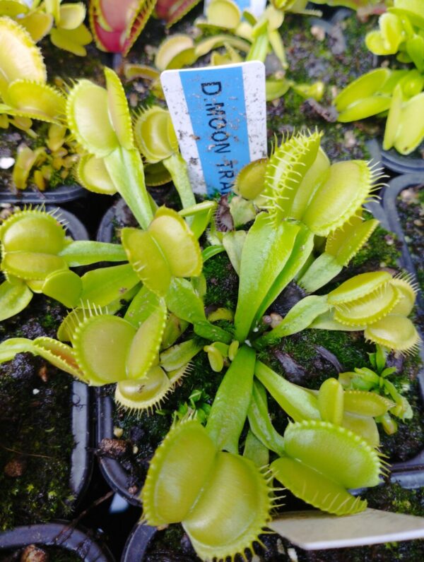 dionaea moon traps