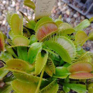 dionaea patch