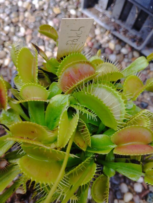dionaea patch