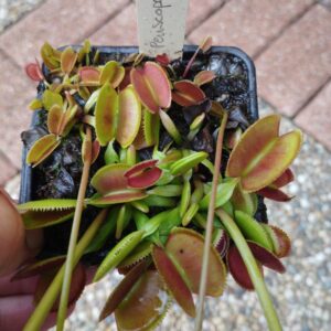 dionaea periscope