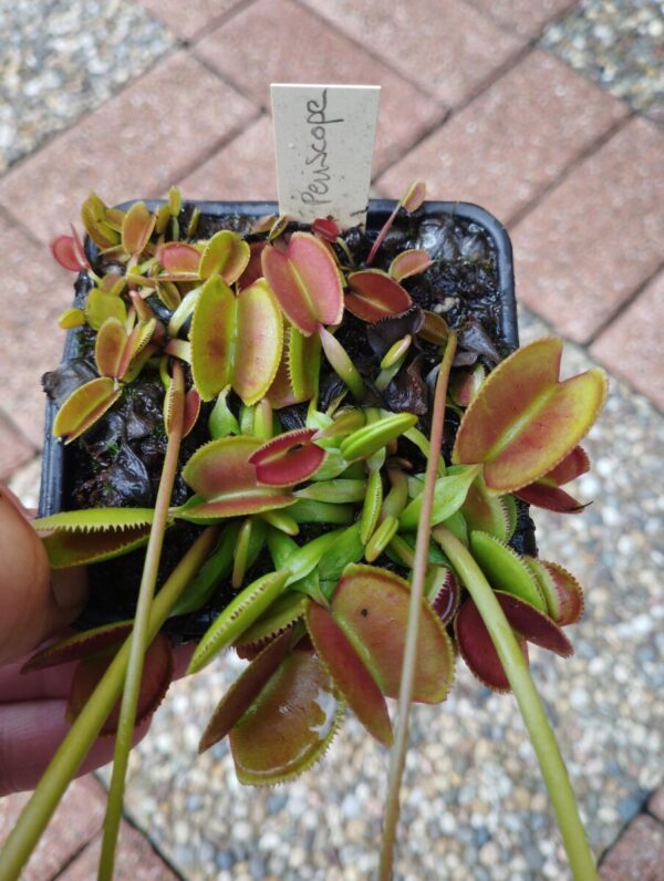 dionaea periscope