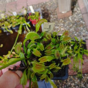 dionaea phalanx