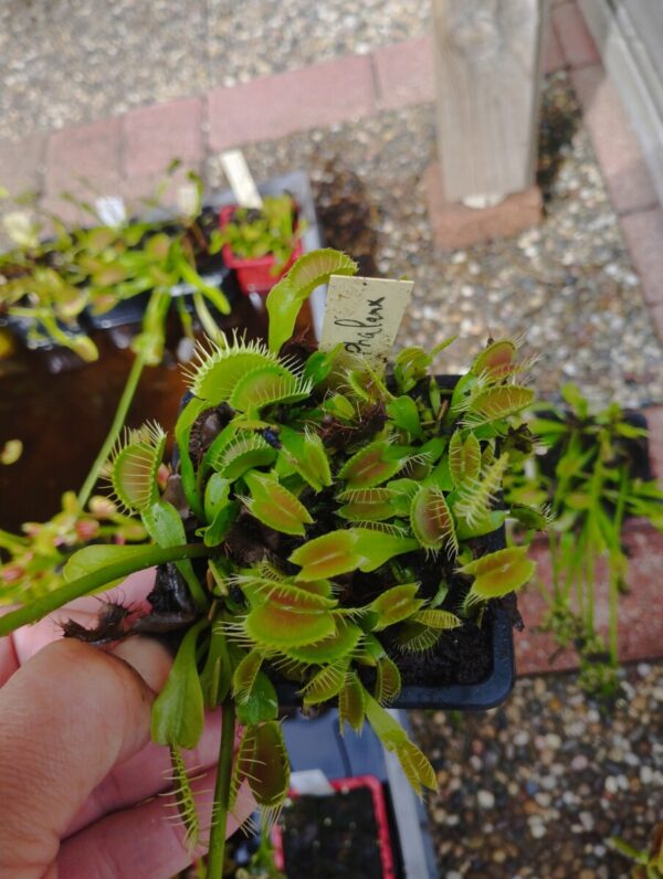 dionaea phalanx