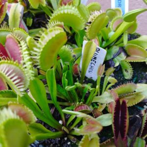 dionaea plumechon