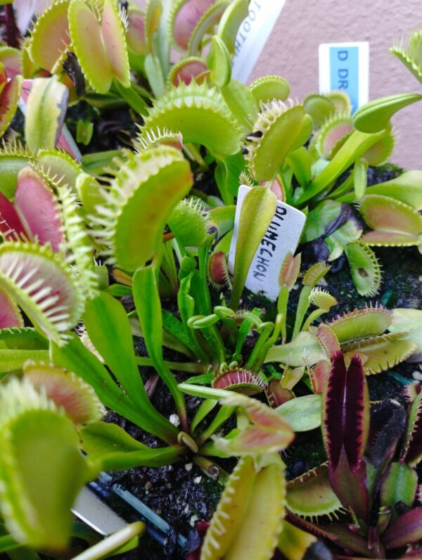 dionaea plumechon