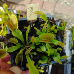 dionaea pro giant