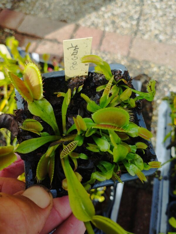 dionaea pro giant
