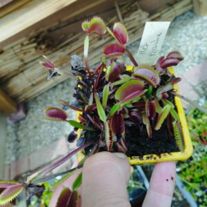 dionaea red piranha