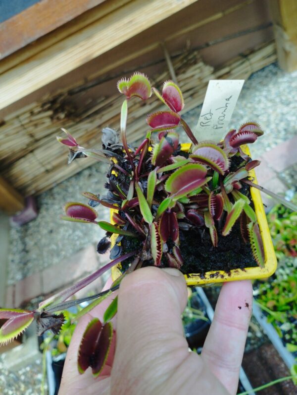 dionaea red piranha
