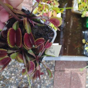 dionaea red shark