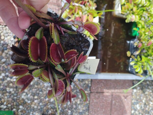 dionaea red shark
