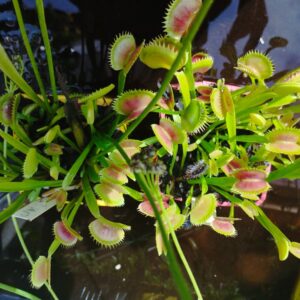 dionaea sawtooth uk2