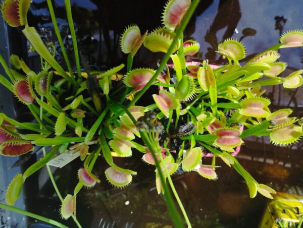 dionaea sawtooth uk2