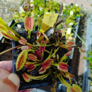 dionaea scarlatine