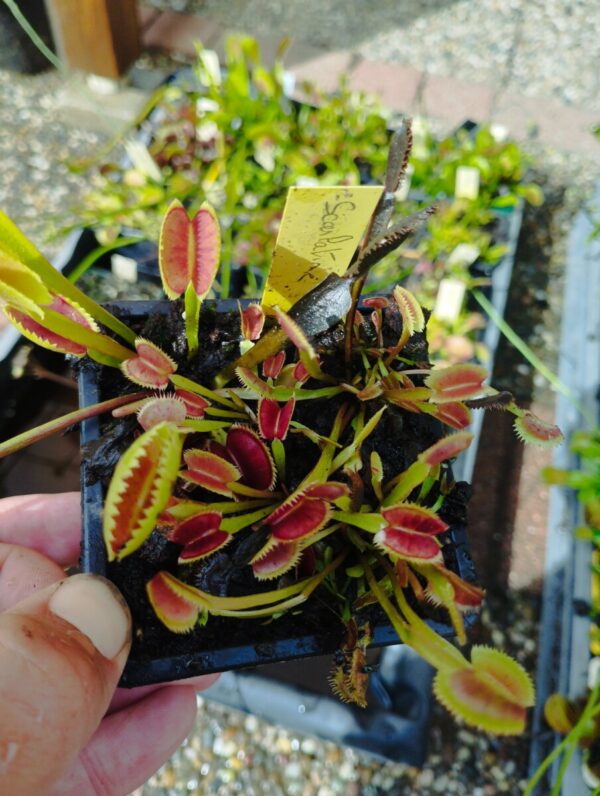dionaea scarlatine