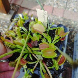 dionaea schuppenstiel 2