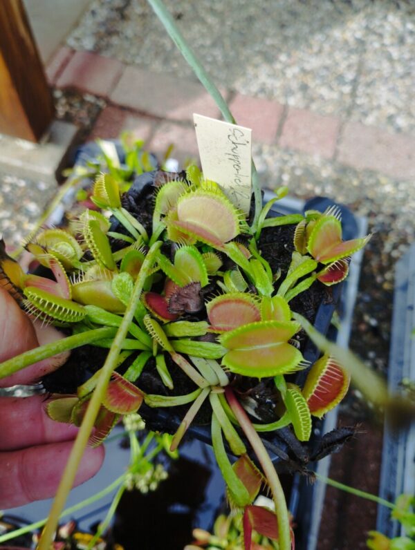 dionaea schuppenstiel 2