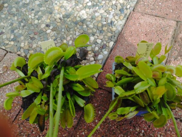 dionaea shark piranha 3