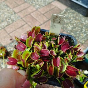 dionaea shup destruction