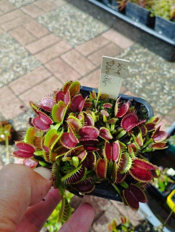 dionaea shup destruction