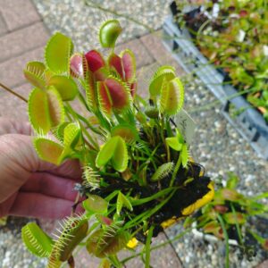 dionaea spider
