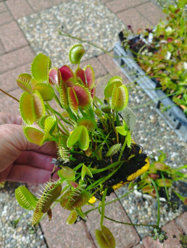 dionaea spider