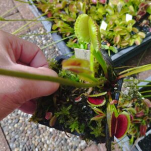 dionaea sunrise